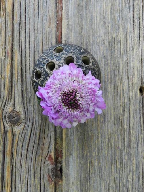 SCABIOSA